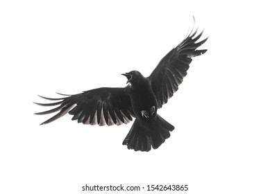 Изолированная падающая ворона в полете с полностью открытыми крыльями