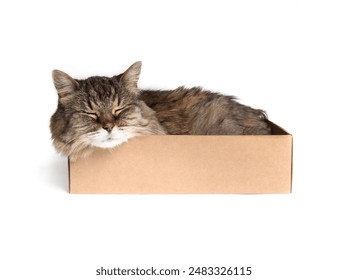 Isolated cat in cardboard box. Full body of cute kitty cat sleeping in small cardboard box, lying squeezed and stuffed inside. 18 years old super senior tabby cat. Selective focus. White background. - Powered by Shutterstock