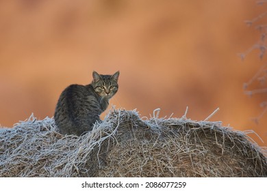 Isolated cat in full backlight on a cold morning
