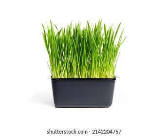 Isolated cat grass or wheat grass in a small container. Young sprouted grass for indoor cats to enjoy, eat, nibble or graze on. Wheat, oats, barley or oat seeds. White background. Selective focus.