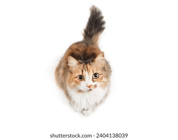 Isolated cat looking up while sitting. High angle view of cute calico kitty with curious or intense body language waiting for food or watching bird. Long hair cat, calico or torbie. Selective focus. - Powered by Shutterstock