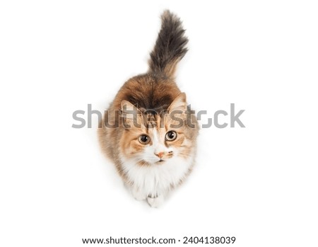 Isolated cat looking up while sitting. High angle view of cute calico kitty with curious or intense body language waiting for food or watching bird. Long hair cat, calico or torbie. Selective focus.
