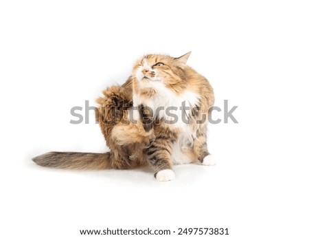 Isolated cat scratching ear. Full body of kitty using hind leg to relieve itch. Cats scratch for grooming, allergies, infestations and boredom. Female long hair cat, calico or torbie. Selective focus.