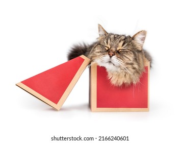 Isolated Cat In Shoe Box. Front View Of Happy Cat Sleeping In Small  Cardboard Box While Lying Squeezed And Stuffed Inside The Box. 16 Years Old Senior Tabby Cat. Selective Focus. White Background.