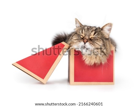 Isolated cat in shoe box. Front view of happy cat sleeping in small  cardboard box while lying squeezed and stuffed inside the box. 16 years old senior tabby cat. Selective focus. White background.