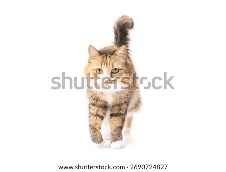 Isolated cat walking towards camera. Full body of cute fluffy calico cat strolling with tail tipped to the right. Feline communication or tail signaling. Female, long hair calico cat. Selective focus.