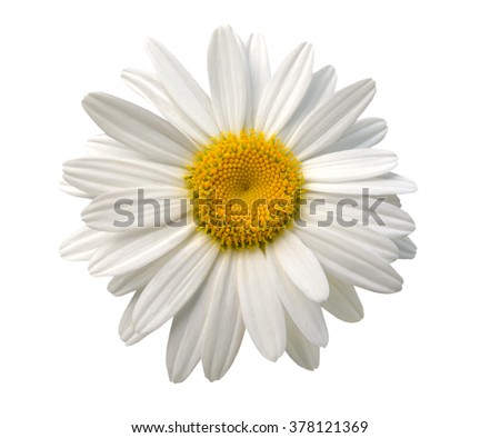 An isolated chamomile flower