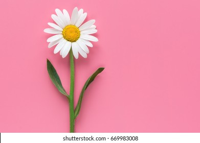 Isolated Chamomile Flower On Pink Background. Flat Lay. Top View. 