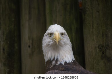 Isolated close up of Bald Eagle.
