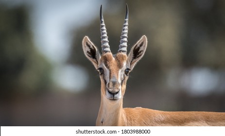 Isolated close up of beautiful Thomson Gazelle portrait- Israel