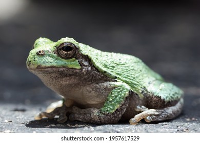 Isolated Close Up Of A Bright Green Tree Frog Resting. Still, On A Dark Gray Cement Sidewalk. Round Toe Pads And Bumpy Textured Skin Are Visible From The Side View.