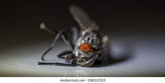 Isolated Close Up Macro Of A Dead House Fly