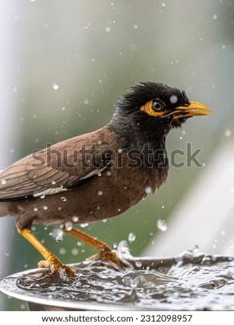 Isolated close up portrait of a single mature common Indian myna bird bathing in the cold water during a hot summer day in its domestic surroundings- Rehovot Israel