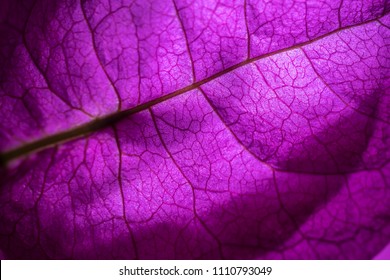 Isolated Close Up Of A Purple Flower