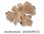 isolated close up of schizophylum mushroom on white