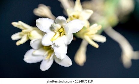 Isolated close up tuberose flower macro photography isolated on white background
