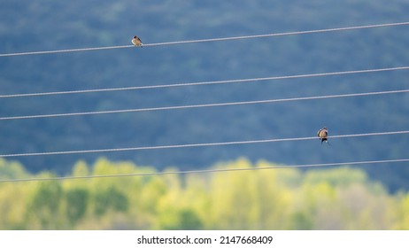 Isolated close up of two small birds resting on an old telephone wire with a very nice background