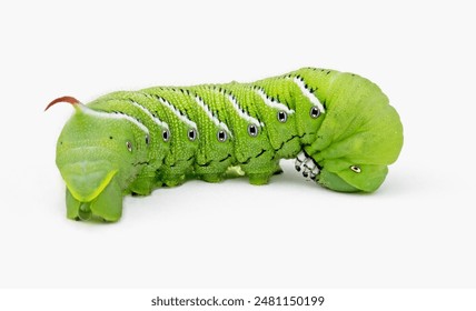 Isolated, close up, side view of green tobacco hornworm, Manduca sexta, sometimes confused with tomato hornworm, which is very similar in appearance.