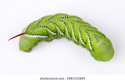 Isolated, close up, top view of green tobacco hornworm, Manduca sexta, sometimes confused with tomato hornworm, which is very similar in appearance. - Powered by Shutterstock