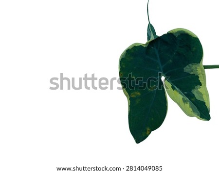 Isolated close up of variegated mickey mouse taro leaf on solid white background with copy space. Natural blemishes on plant foliage