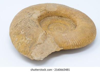 Isolated Closeup Of Ammonoidea, Ammonite Fossil