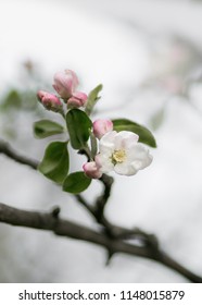 Isolated Closeup Of An Apple Tree Flower Blossom Surrounded By Smaller Buds At Lafayette Park In Detroit Michigan. Blurred Branches And Nearly-white Empty Space In Background. Subtle Matte Effect.