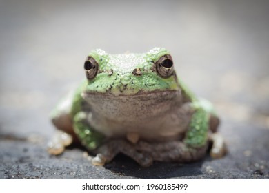 Isolated Closeup Of A Bright Green Tree Frog Seeming To Pose For The Camera, Body Facing Viewer, Front Legs Together With Toe Pads Touching. Background Is A Blurred Asphalt Driveway.