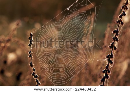 Similar – Image, Stock Photo Summer meadow with mosquitoes