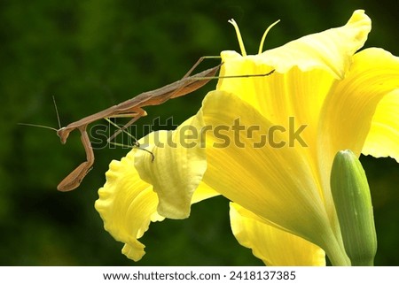 Isolated closeup of large brown praying mantis perched on petals of yellow daylily blossom waiting to snare other insects. This Chinese Mantid has a length of up to 4 inches.