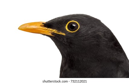 isolated close-up on a common blackbird - Powered by Shutterstock