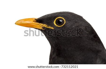 isolated close-up on a common blackbird