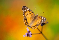 Isolated Close-up Of A Vanessa Cardui Butterfly Commonly Known As A Painted Lady (dorsal View) On A Bright Autumnal Background (with Ample Space For Copy Or Other Graphical Elements)