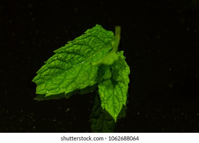 Isolated Closeup Of A Wet Mint Leaf On A Black Reflective Surface.