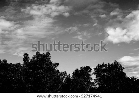 Similar – Image, Stock Photo timber line Nature Plant