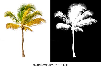 Isolated Coconut Palm Tree With Alpha Channel.