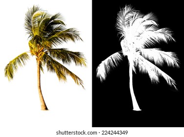 Isolated Coconut Palm Tree With Alpha Channel.