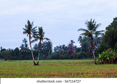 Isolated Coconut Tree Green Trees Background Stock Photo 567114727