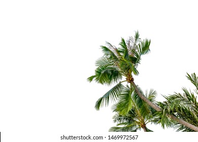 Coconut Tree Corner Stock Photos Images Photography Shutterstock