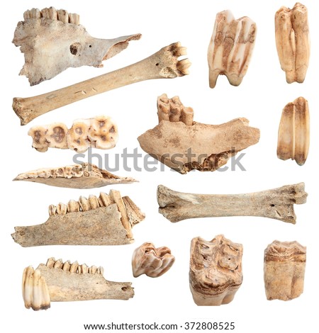 isolated collection of different animal bones, over white background; these are from animals hunted and eaten by cavemen long time ago