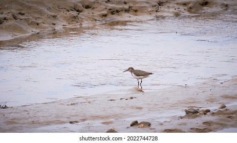 An isolated Common Sandpiper (Actitis hypoleucos) standing beside low tide river. Taken in Sarawak, Malaysian Borneo