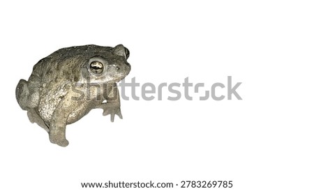 Isolated Common toad sitting alert and looking forward with detailed bumpy skin texture on a white background
