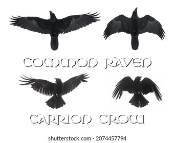 Isolated comparison between a raven and a crow on white background