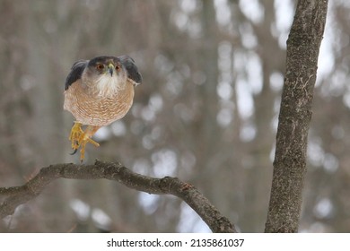 Isolated Cooper's Hawk In Hunting Mode