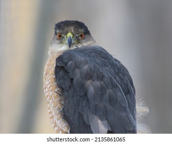 Isolated Cooper's Hawk In Hunting Mode