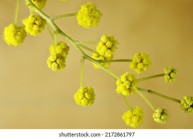 Isolated Cootamundra Wattle (Acacia Baileyana) Flowers. Australian Native Tree.