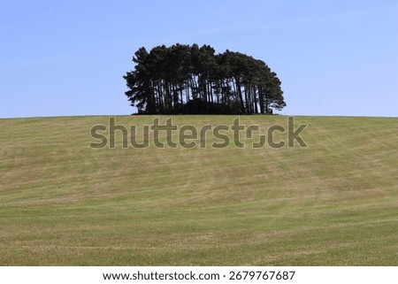 Isolated copse of trees in a field