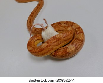 Isolated corn snake (Pantherophis guttatus) killing a white lab mouse (Mus musculus), gray background 