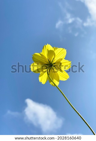 Isolated  Cosmos flower with the shadow under yellow petals.For outstanding colors on bright sky background.