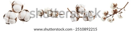 Image, Stock Photo White flowers of ball hydrangea