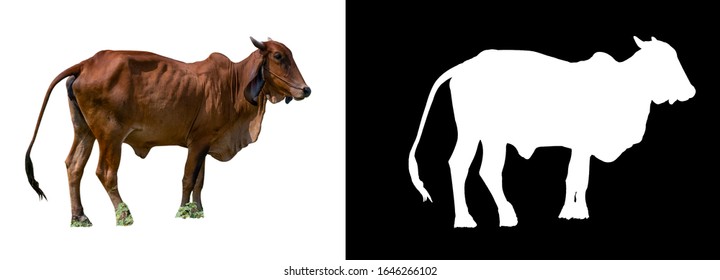 Isolated Cow On White Background With Clipping Path And Alpha Chanel